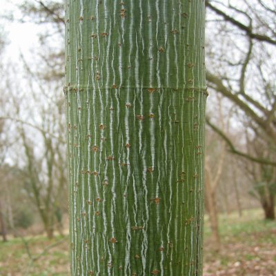 Acer pensylvanicum, Amerikansk Strimlönn