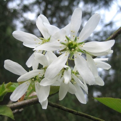 Amelanchier laevis Ballerina, Kopparhäggmispel, busk C3,5