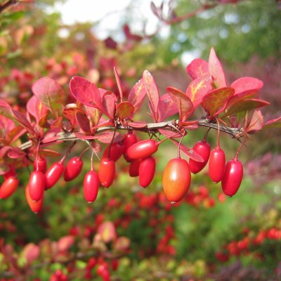 Berberis thunbergii, Häckberberis, busk C3,5
