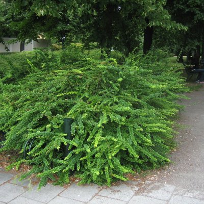 Berberis thunbergii, Häckberberis, busk C3,5