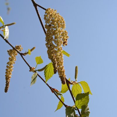 Betula pendula Fk Savolaksie