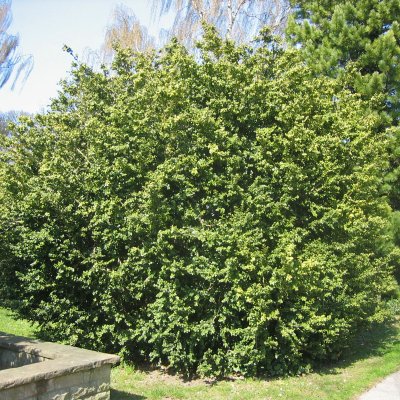 Buxus sempervirens Rotundifolia