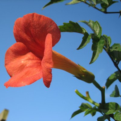 Campsis x tagliabuana Mme Galen