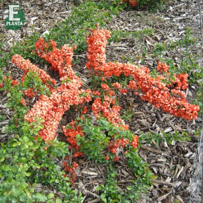 Chaenomeles japonica Fk Motala E, Liten Rosenkvitten, busk C3,5