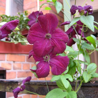 viticella Carmencita E, Italiensk Klematis, C2