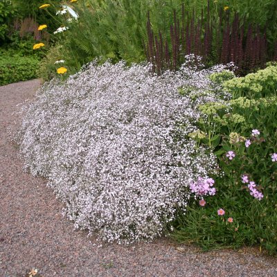 Gypsophila repens hybr. Rosenschleier, Rosenslöja, P9cm