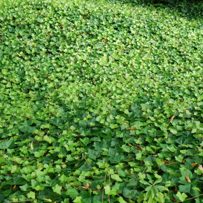 Hedera hibernica (helix hibernica), Storbladig Murgröna