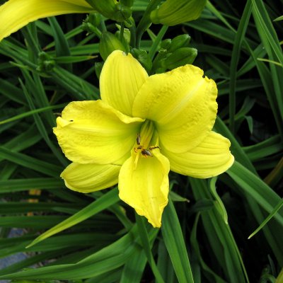 Hemerocallis hybr. Green Flutter, Daglilja, SQ1