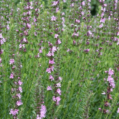 Hyssopus officinalis Roseus, Isop