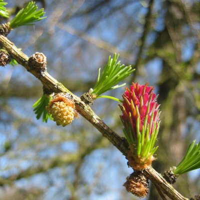 Larix decidua