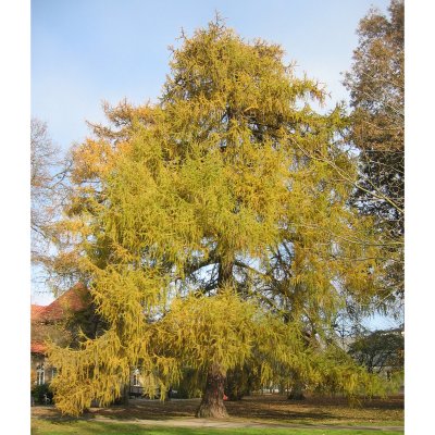 Larix decidua