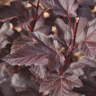 Physocarpus opulifolius Diable D´ Or´ ® (Mindia), Smällspirea
