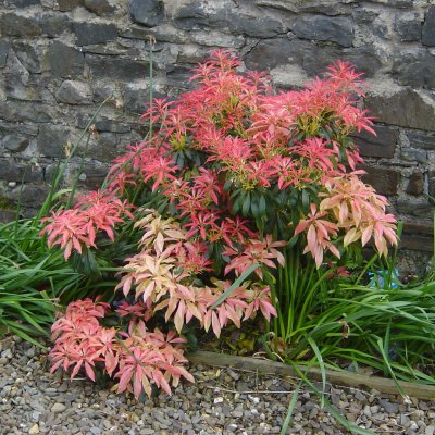 Pieris japonica (taiwanensis)