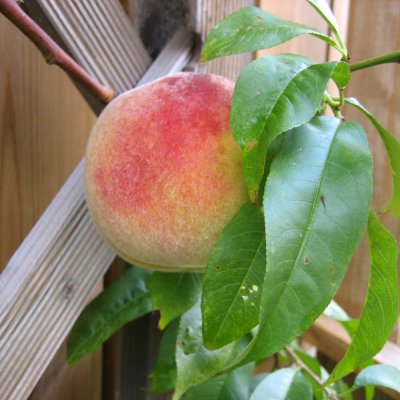 Prunus persica Frost