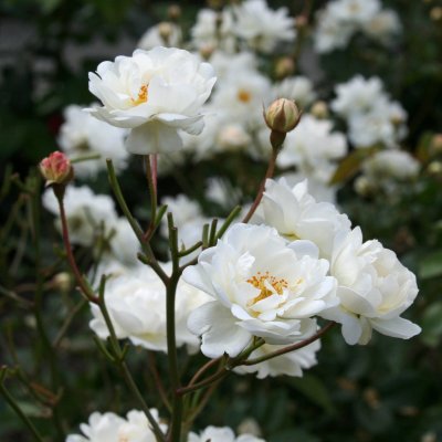 polyantha Katharina Zeimet, Polyantaros, C4