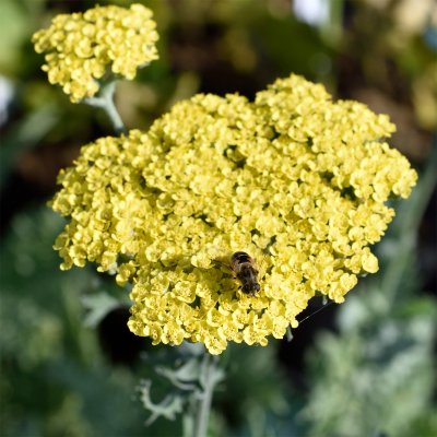 Achillea hybr. Moonshine, Gyllenröllika, P9cm