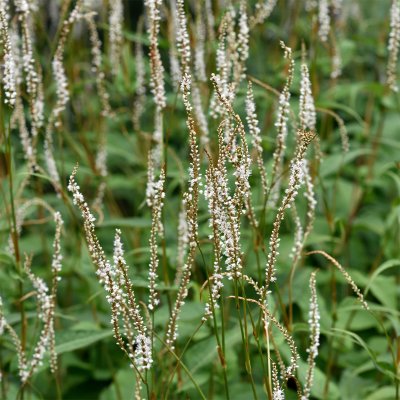 Bistorta amplexicaulis Alba