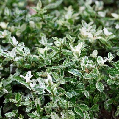 Euonymus fortunei Harlequin