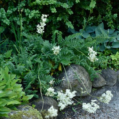 Filipendula vulgaris