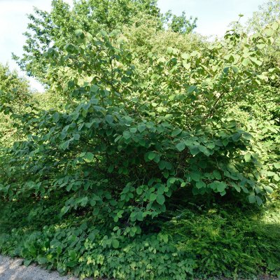 Hamamelis intermedia Westerstede