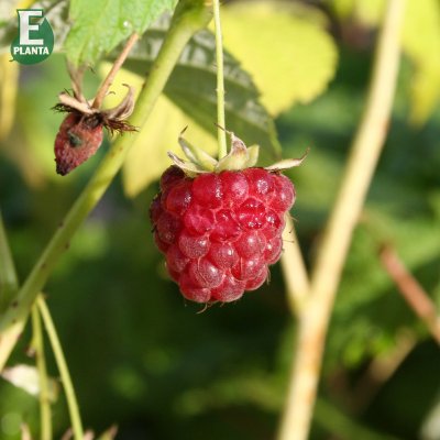 Rubus idaeus Veten E, Hallon, C2