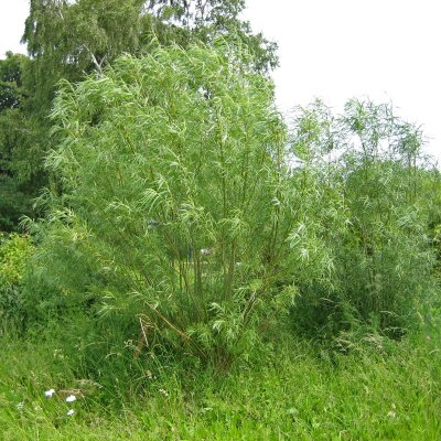 Salix viminalis