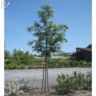 Sorbus aucuparia Västeråker E