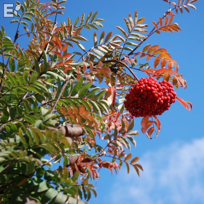 Sorbus aucuparia Västeråker E