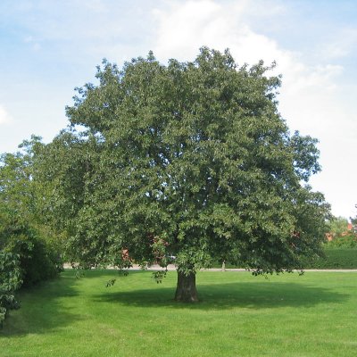 Sorbus intermedia E