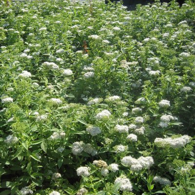 Spiraea japonica Albiflora, Höstspirea