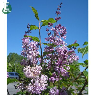 Syringa josikaea Oden E, Ungersk Syrén, busk C5