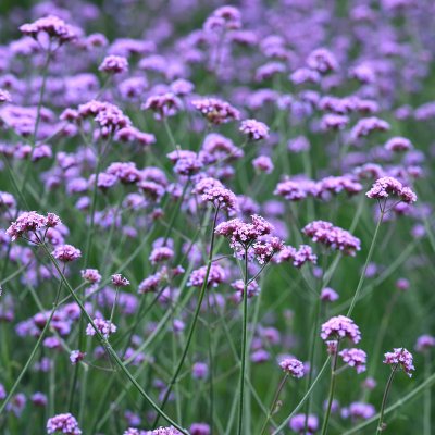 Verbena bonariensis, Jättverbena