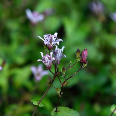 Tricyrtis hirta, Hårig Skugglilja, P9cm
