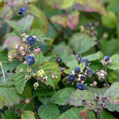 Rubus caesius