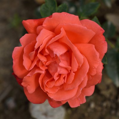 tehybrid Super Star (Tropicana, Tanorstar), Tehybridros, C4