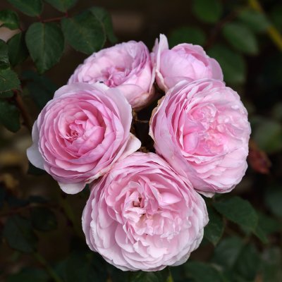 austin Olivia Rose (Ausmixture), Engelsk Buskros, C6