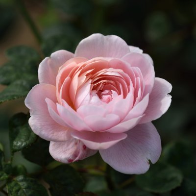 austin Queen of Sweden (Austiger), Austinros, C6