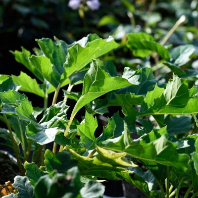 Acanthus mollis, Mjukakantus, P9cm
