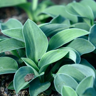 Hosta hybr. Blue Mouse Ears, Funkia