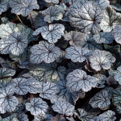 Heuchera hybr. Silver Scrolls ®