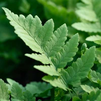 Dryopteris clintoniana