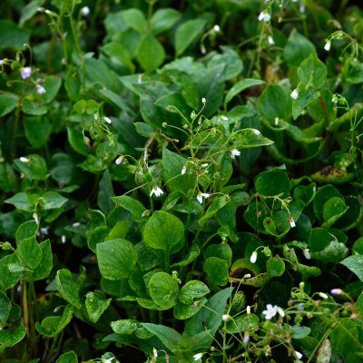 Claytonia sibirica