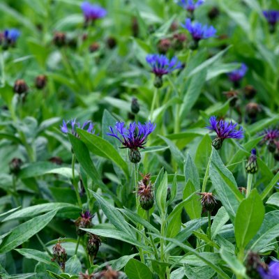 Centaurea montana Grandiflora, Bergklint, P9cm
