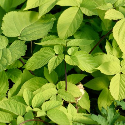 Aralia cordata Sun King ®, Sallatsaralia