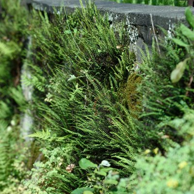 Asplenium trichomanes, Svartbräken