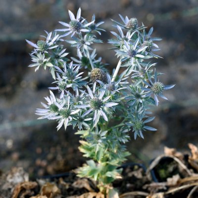 Eryngium planum Blue Hobbit, Rysk Martorn