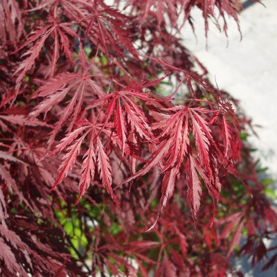 Acer palmatum Garnet (Dissectum Garnet), Japansk Blodlönn