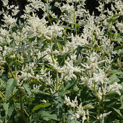 Aconogonon polymorpha, Finnslide, SQ2