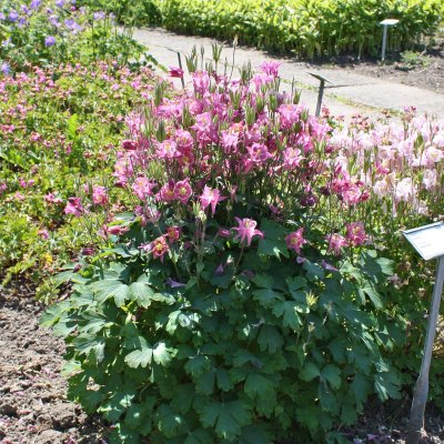 Aquilegia Biedermeier