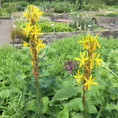 Asphodeline lutea, Junkerlilja, P9cm